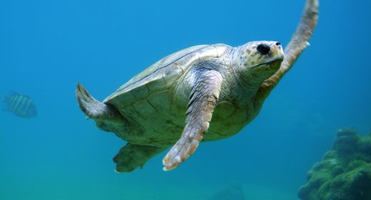 Sea turtles on the road to full recovery thanks to Endangered Species Act 