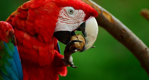 Scarlet Macaw put on the endangered list